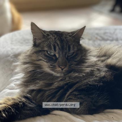 Foto 1/1 Perle Chat perdido en Saint martory