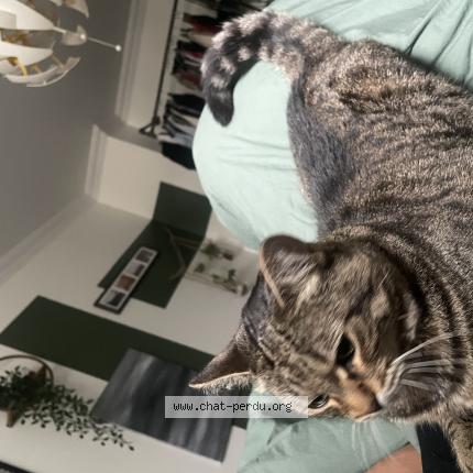 Foto 1/1 Minnie Chat perdido en Saint sauveur