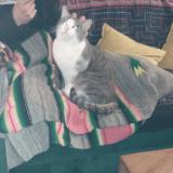 Foto del gato perdido en Souppes Sur Loing