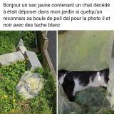 Foto de gato encontrado en Saint Florent Le Vieil