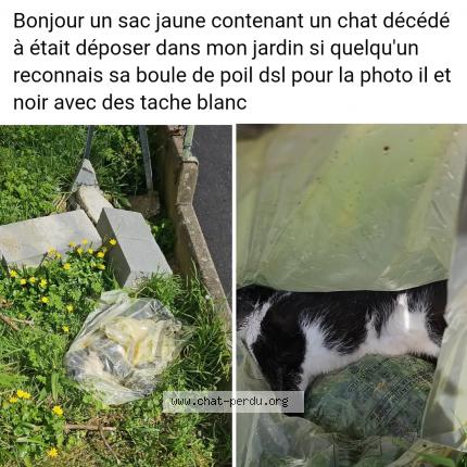 Foto 1/1 Gato encontrado Encontrado en Saint florent le vieil
