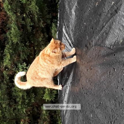 Foto 1/1 Sybra Chat perdido en Maine de boixe