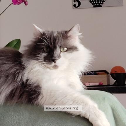 Foto 1/1 Lascar Chat perdido en Troyes