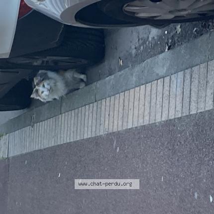 Foto 1/1 Gato encontrado Encontrado en Marcq en baroeul