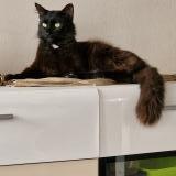 Foto del gato perdido en L Isle Sur La Sorgue