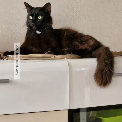 Foto 1/1 Zeus Chat perdido en L isle sur la sorgue