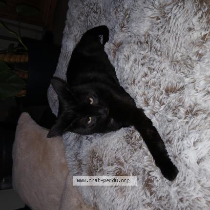 Foto 1/1 Pegase Chat perdido en Toulouse