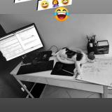 Foto del gato perdido en Pamfou