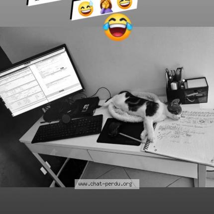 Foto 1/1 Artemis Chat perdido en Pamfou