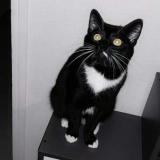 Foto del gato perdido en Ancourt