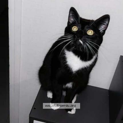 Foto 1/1 Thimon Chat perdido en Ancourt