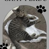 Foto del gato perdido en Sotteville Les Rouen