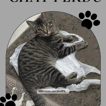 Foto 1/1 Minnoş Chat perdido en Sotteville les rouen