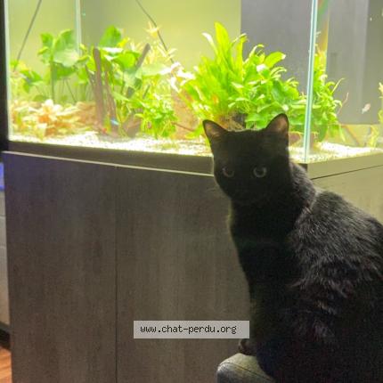 Foto 1/1 Uno Chat perdido en Oissel