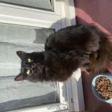 Foto del gato perdido en Thil Manneville