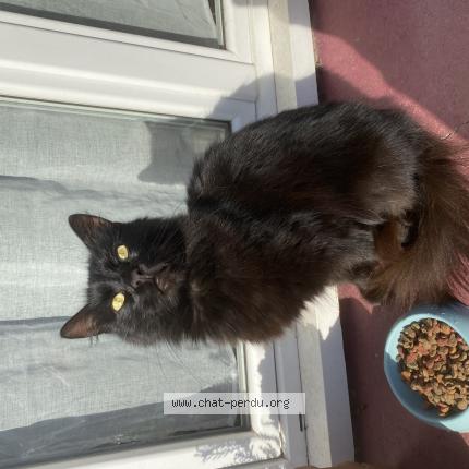 Foto 1/1 Aery Chat perdido en Thil manneville