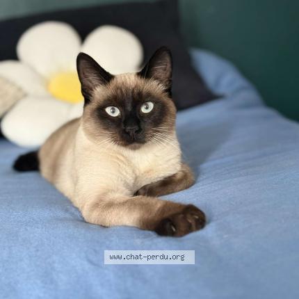 Foto 1/1 Litkat Chat perdido en Cherbourg octeville