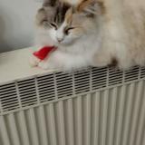 Foto del gato perdido en Borderes