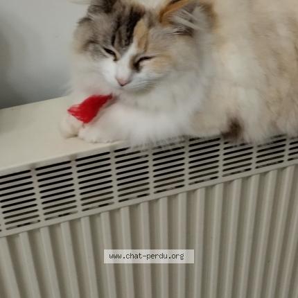 Foto 1/1 Choupinette Chat perdido en Borderes