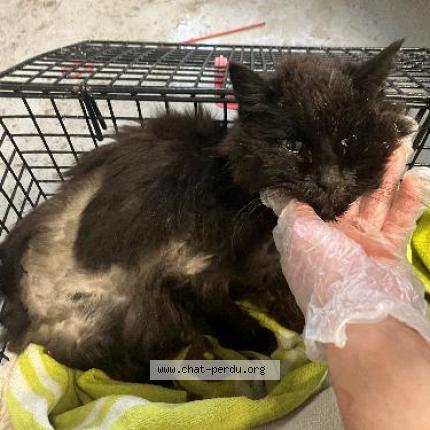 Foto 1/1 Gato encontrado Encontrado en Hem