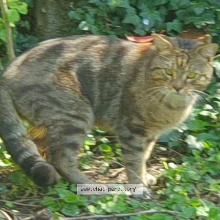 Foto 1/1 Gato encontrado Encontrado en Echirolles