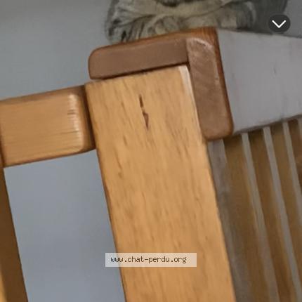 Foto 1/1 Bella Chat perdido en Tourves