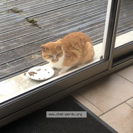 Foto 1/1 Gato encontrado Encontrado en Meurce