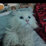 Foto del gato perdido en Lucknow