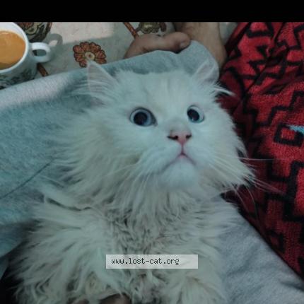 Foto 1/1 Mikasa Chat perdido en Lucknow