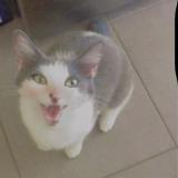 Foto del gato perdido en Balaiseaux