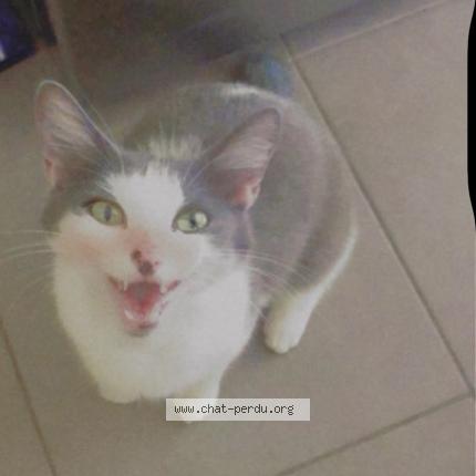 Foto 1/1 Chouchou Chat perdido en Balaiseaux