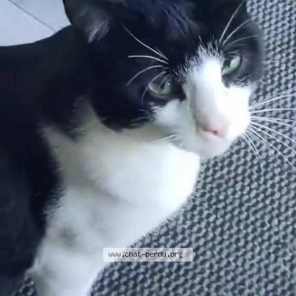 Foto 1/1 Mimine Chat perdido en Longpre les corps saints