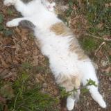 Foto del gato perdido en Aubas