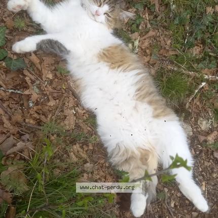 Foto 1/1 Twiny Chat perdido en Aubas