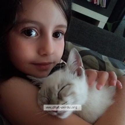 Foto 1/1 Leo Chat perdido en La garde