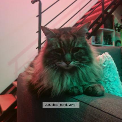 Foto 1/1 Gato encontrado Encontrado en Beauzelle