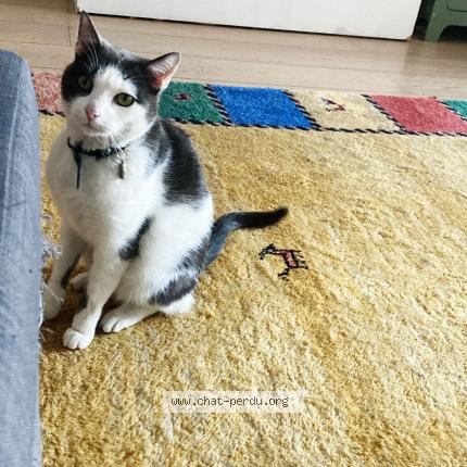 Foto 1/1 Boubou Chat perdido en Montreuil