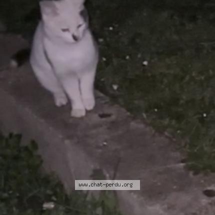 Foto 1/1 Gato encontrado Encontrado en Mantes la jolie