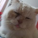 Foto del gato perdido en Burewala