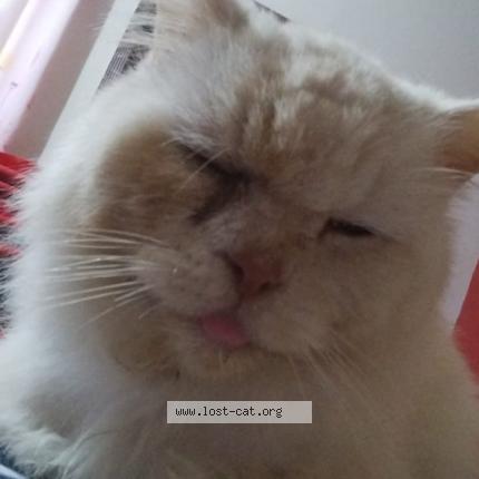 Foto 1/1 Snow Chat perdido en Burewala