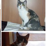 Foto del gato perdido en Marseillan