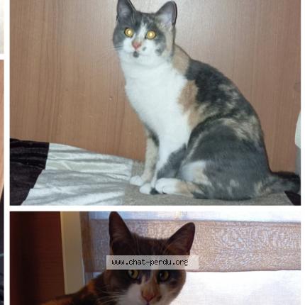 Foto 1/1 Chichi Chat perdido en Marseillan