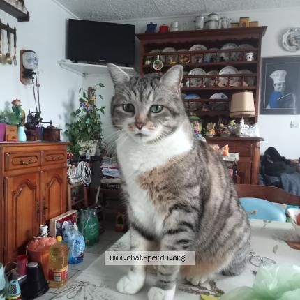 Foto 1/1 Ferdinand Chat perdido en La ronde