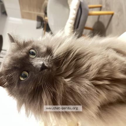 Foto 1/1 Oggy Chat perdido en Champigny sur marne