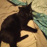 Foto del gato perdido en Ingrandes Le Fresnes Sur Loire