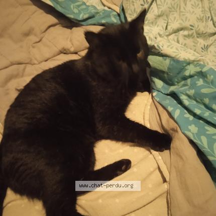 Foto 1/1 Toyo Chat perdido en Ingrandes le fresnes sur loire