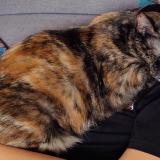 Foto del gato perdido en Pleugueneuc