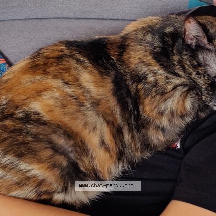 Foto 1/1 Soquette Chat perdido en Pleugueneuc