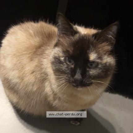 Foto 1/1 Nala Chat perdido en Vimont