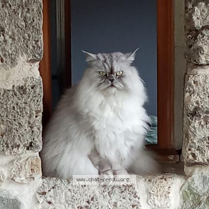 Foto 1/1 Touss Chat perdido en Teche